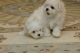 Pomeranian Puppies for sale in Pasadena, TX, USA. price: NA