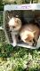 Pomeranian Puppies for sale in Okawville, IL 62271, USA. price: $1,100
