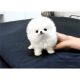 Pomeranian Puppies for sale in Alexandria, MN 56308, USA. price: NA