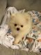 Pomeranian Puppies for sale in Alexandria, MN 56308, USA. price: NA
