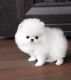 Pomeranian Puppies for sale in Alexandria, MN 56308, USA. price: $450
