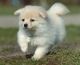 Pomeranian Puppies for sale in Albert Lea, MN 56007, USA. price: NA