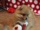 Pomeranian Puppies for sale in Batesburg-Leesville, SC, USA. price: NA