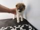 Pomeranian Puppies for sale in Fullerton, CA, USA. price: NA