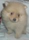 Pomeranian Puppies for sale in Boulder, CO, USA. price: NA