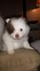 Pomeranian Puppies for sale in Wyoming, MI, USA. price: $400