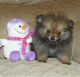 Pomeranian Puppies for sale in Charleston, SC, USA. price: NA