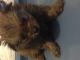 Pomeranian Puppies for sale in Kaufman, TX, USA. price: NA