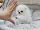 Pomeranian Puppies for sale in Dover Base Housing, DE, USA. price: NA