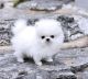 Pomeranian Puppies for sale in Adamstown, PA, USA. price: $150