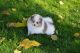 Pomeranian Puppies for sale in Riverside, CA, USA. price: $1,500