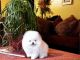 Pomeranian Puppies for sale in Acampo, CA 95220, USA. price: $400