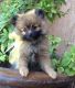 Pomeranian Puppies for sale in Simi Valley, CA, USA. price: NA