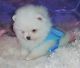 Pomeranian Puppies for sale in Stamford, CT, USA. price: NA
