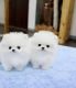 Pomeranian Puppies for sale in Pooler, GA, USA. price: NA