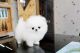 Pomeranian Puppies for sale in North Las Vegas, NV, USA. price: NA