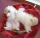 Pomeranian Puppies for sale in Albany, NY, USA. price: NA
