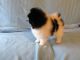 Pomeranian Puppies for sale in Sandy Hook, KY 41171, USA. price: NA