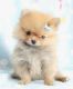 Pomeranian Puppies for sale in Huntington Beach, CA, USA. price: NA