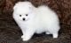 Pomeranian Puppies for sale in Billings, MT, USA. price: $500