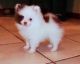 Pomeranian Puppies for sale in Brownsville, TX, USA. price: NA