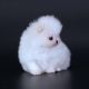 Pomeranian Puppies for sale in Brownsville, TX, USA. price: NA