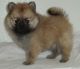 Pomeranian Puppies for sale in Allentown, PA, USA. price: NA