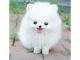 Pomeranian Puppies for sale in Jefferson City, MO, USA. price: NA