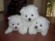 Pomeranian Puppies for sale in Downey, CA, USA. price: NA