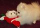 Pomeranian Puppies for sale in Garden Grove, CA, USA. price: NA