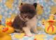 Pomeranian Puppies for sale in Adamstown, PA, USA. price: $200