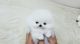 Pomeranian Puppies for sale in Sioux Falls, SD, USA. price: $300