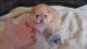 Pomeranian Puppies for sale in Victorville, CA, USA. price: NA
