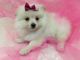Pomeranian Puppies for sale in Aurora, WV 26705, USA. price: NA