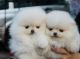 Pomeranian Puppies for sale in Brownsville, TX, USA. price: $200