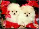 Pomeranian Puppies for sale in Billings, MT, USA. price: NA