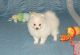 Pomeranian Puppies for sale in Adairsville, GA 30103, USA. price: $200