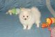 Pomeranian Puppies for sale in Adairsville, GA 30103, USA. price: $230
