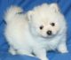 Pomeranian Puppies for sale in Bear Creek, AL, USA. price: NA