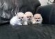 Pomeranian Puppies for sale in Valley View, TX, USA. price: NA
