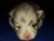 Pomeranian Puppies for sale in Kokomo, IN, USA. price: NA