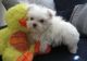 Pomeranian Puppies for sale in Baltimore, MD, USA. price: NA
