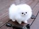 Pomeranian Puppies for sale in Beaumont, TX, USA. price: NA