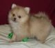 Pomeranian Puppies for sale in Portsea VIC 3944, Australia. price: NA