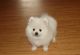 Pomeranian Puppies for sale in Odessa, TX, USA. price: NA