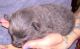 Pomeranian Puppies for sale in Godley, TX 76044, USA. price: NA