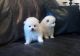 Pomeranian Puppies for sale in Arlington, VA, USA. price: NA