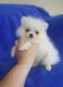 Pomeranian Puppies for sale in Daly City, CA, USA. price: $190