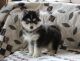 Pomeranian Puppies for sale in Daly City, CA, USA. price: $350