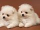 Pomeranian Puppies for sale in Alexander City, AL, USA. price: NA